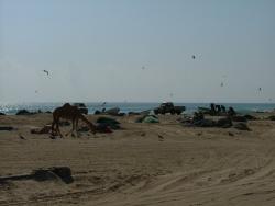 om_2007_0303(017)