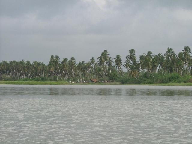 Cocotiers sur le fleuve Mono