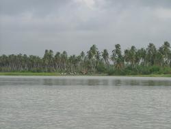 Cocotiers sur le fleuve Mono