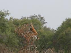 Parc de la Pendjari et ses animaux : des singes