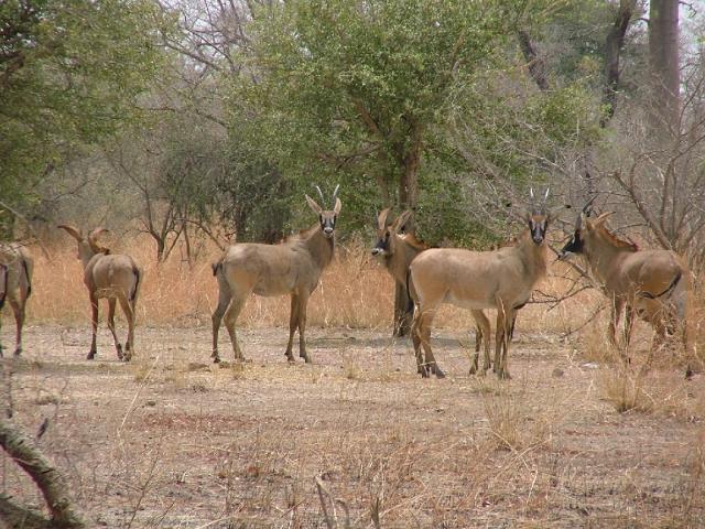 Parc de la Pendjari et ses animaux : des antilopes
