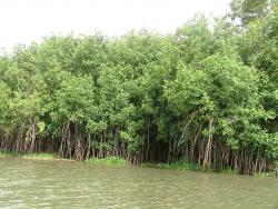 Mangrove sur le Mono