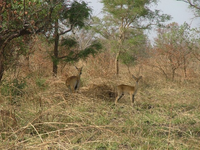 Parc de la Pendjari et ses animaux : des gazelles