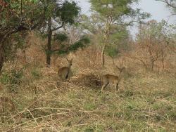 Parc de la Pendjari et ses animaux : des gazelles