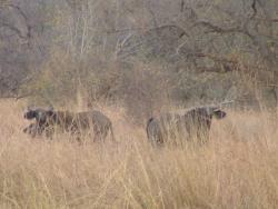 Parc de la Pendjari et ses animaux : des buffles
