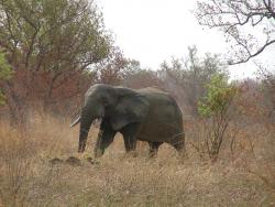 Parc de la Pendjari et ses animaux : un éléphant