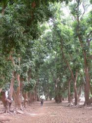 Sentier sous les grands arbres