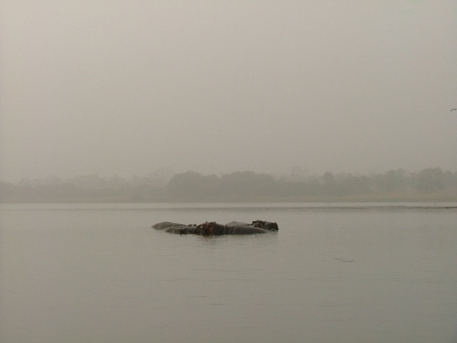 Hippos au lac de Tengréla