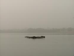 Hippos au lac de Tengréla