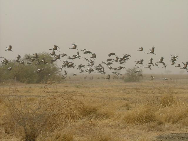 Vol de grues au parc de Waza