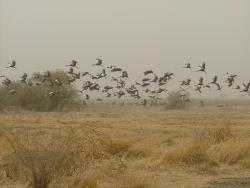 Vol de grues au parc de Waza
