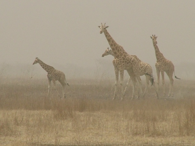 Girafes du parc de Waza