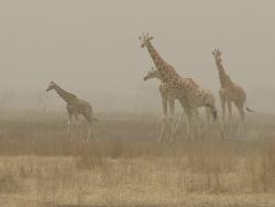 Girafes du parc de Waza