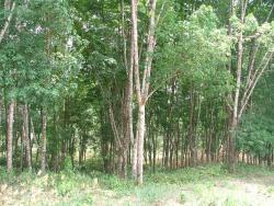 Plantations d'hévéas (pour extraire le caoucthouc végétal)