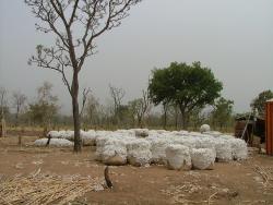 Balles de coton attendant d'être chargées