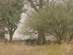 es femmes se rassemblent souvent à l'ombre d'un grand arbre pour piler