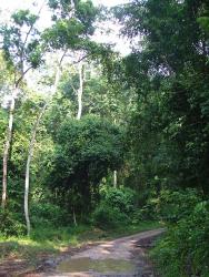 Forêt de Nyonyé