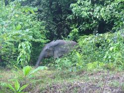 Coucou