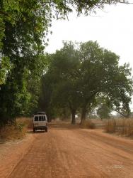 Allées de manguiers à Bafoulabé