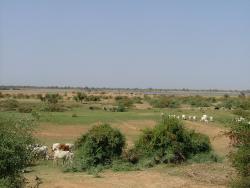 Bords du Niger et ses troupeaux