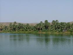 Palmeraies sur chutes de Gouina