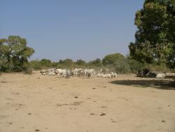 Bords du Niger et ses troupeaux