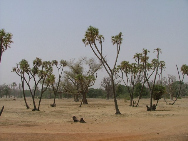 Palmiers doum et baobabs