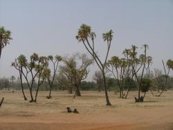 Palmiers doum et baobabs