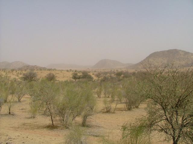 Paysage entre Diffa et Nguigmi