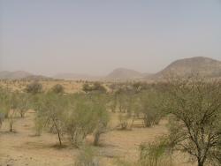 Paysage entre Diffa et Nguigmi