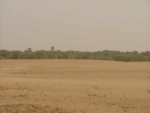 Oasis