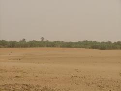 Oasis