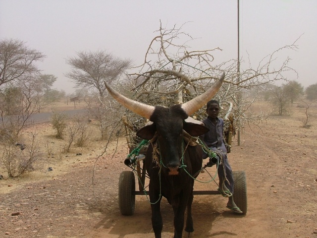 Charrette à zébu bororo
