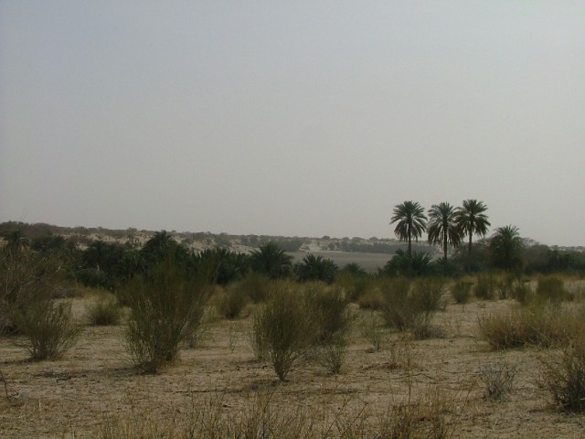 Oasis