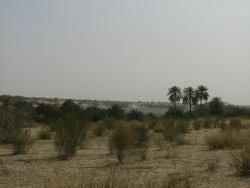 Oasis