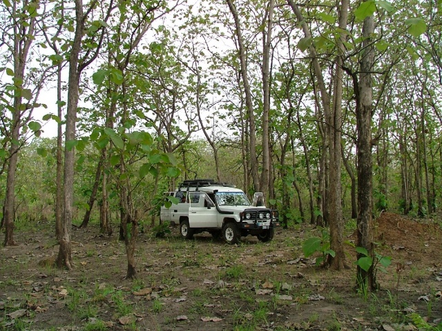 Bivouac dans une forêt de teck