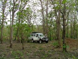 Bivouac dans une forêt de teck