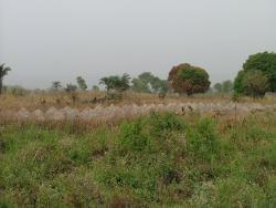  Champ d'ignames