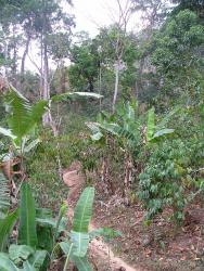 Plantations dans la forêt