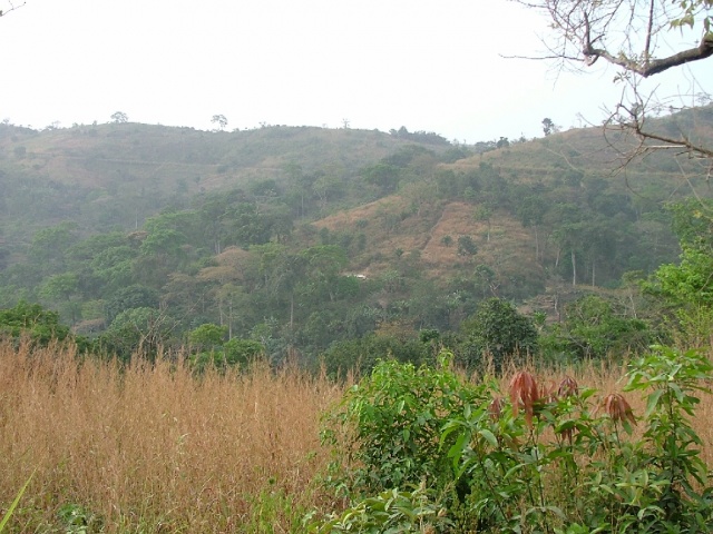    Plantations dans la forêt	Irokos émergeant de la végétation