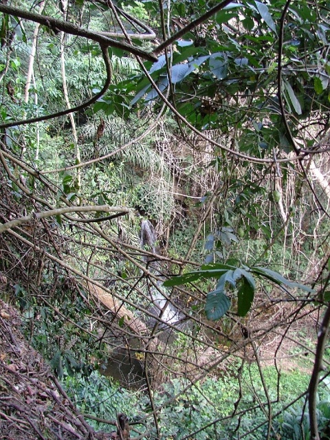 Cherchez bien, une cascade se cache au coeur de la forêt luxuriante