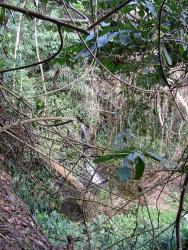 Cherchez bien, une cascade se cache au coeur de la forêt luxuriante