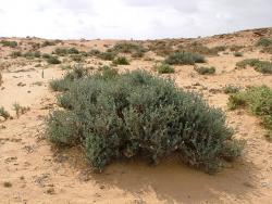 maroc7