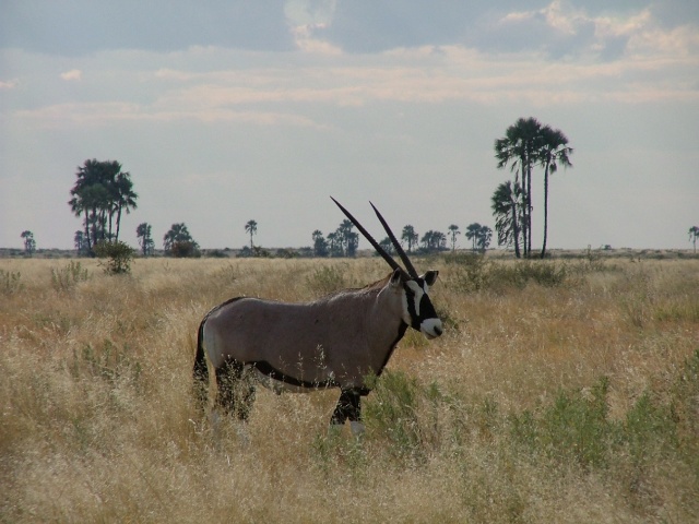 Oryx prenant la pose au Makgadikgadi Park