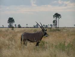 Oryx prenant la pose au Makgadikgadi Park