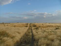 Fantastique piste perdue du Makgadikgadi Park