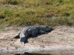 Croco se prélassant au soleil