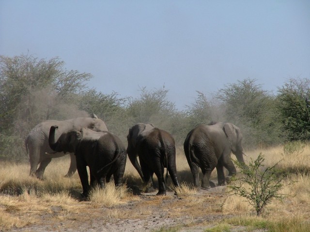 Eléphants assoiffés et enjoués