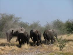 Eléphants assoiffés et enjoués