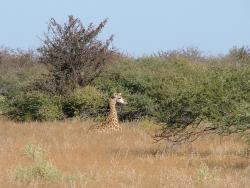Girafon au repos